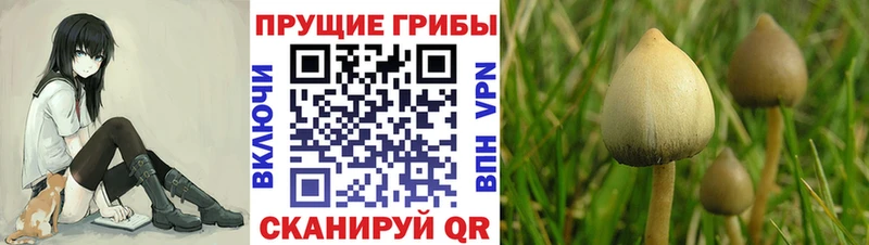 как найти закладки  Дербент  Галлюциногенные грибы Psilocybe 